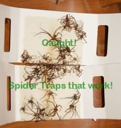 Catchmaster Spider Traps in Action