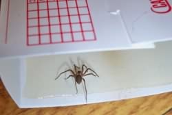 Brown Recluse Spider Traped