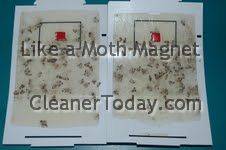 Assembled Pantry Moth Trap Photo
