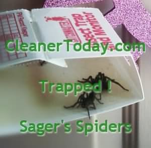 Brown Recluse Spider Traps from the South East