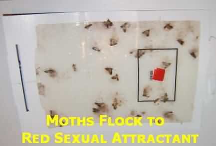 Attractant tricks males moths