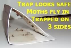 flour moth trap