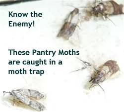 Identify Pantry Moths