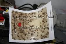 Bird Seed Moth Trap Picture Monroe Michigan