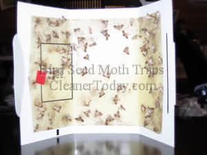 Bird Seed Moth Trap Picture Oregon