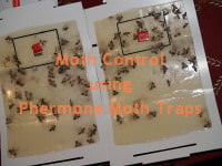 Brown Moth Pheromone Trap