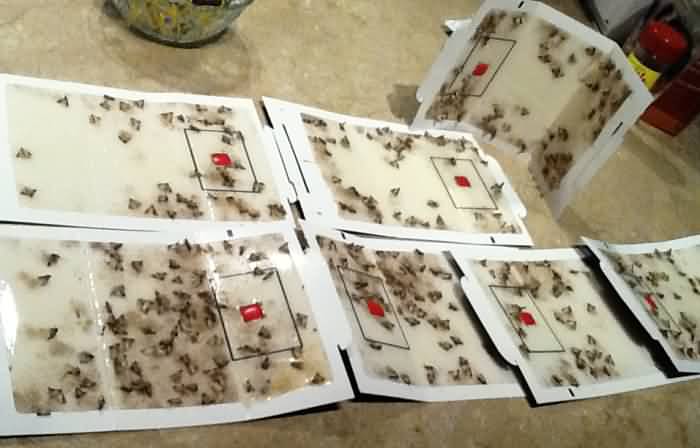 Dog Food Moths infestation in Gulf Breezes