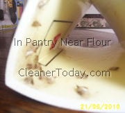 Flour Moth Trap Picture