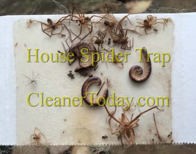 Brown Recluse Spider Pictures from Little Rock