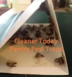 Pantry Pests in Florida Pantry