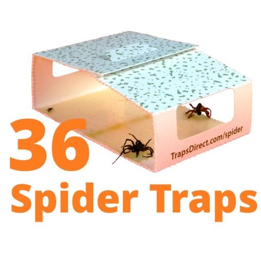 36 Spider & Insect Traps Direct 288i 1